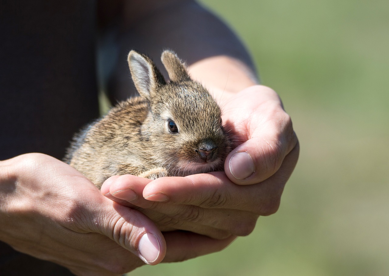 Image - rabbit hare cub rescue small