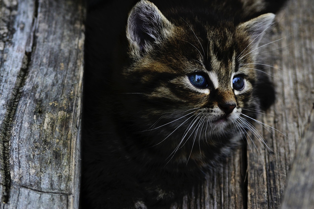 Image - cat kitten rozkošné little wood