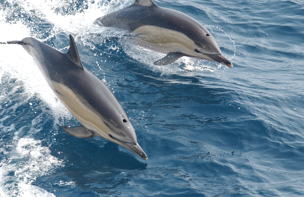 Image - common dolphins swimming ocean sea