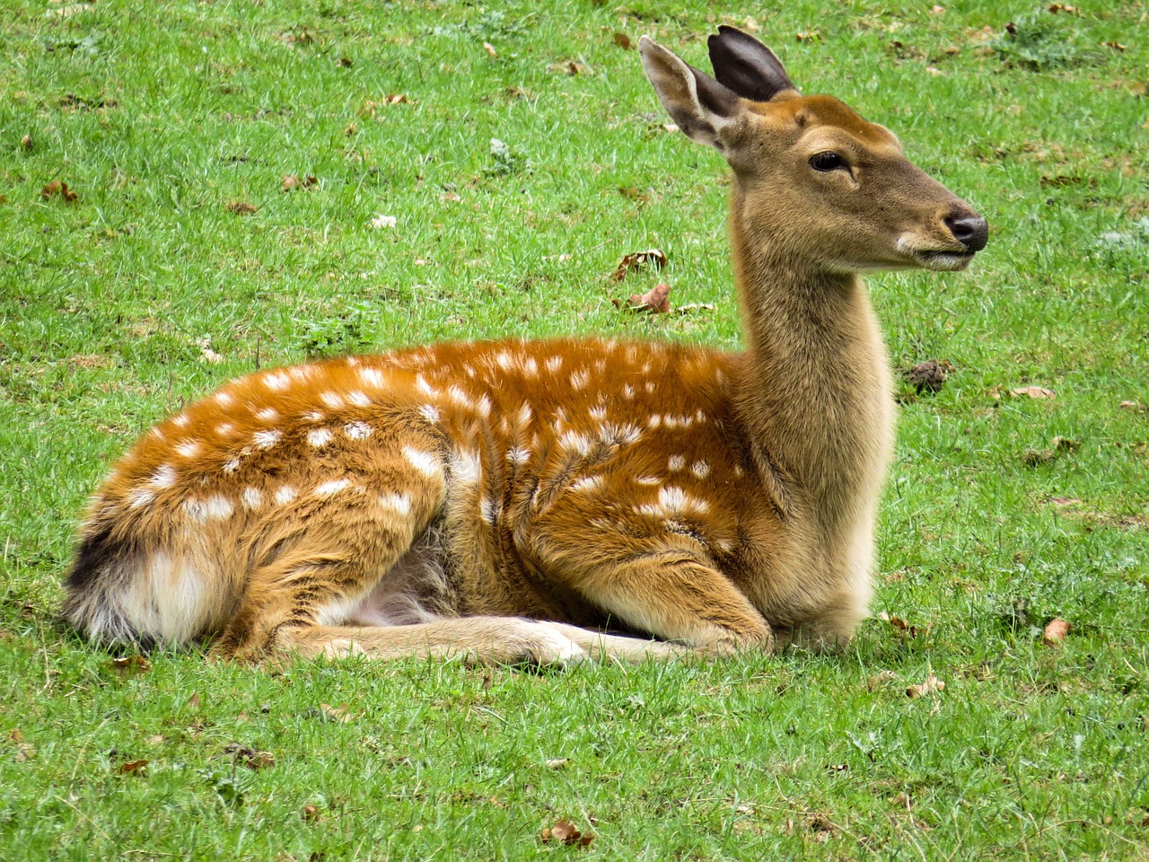 Image - roe deer hirsch wild fallow deer