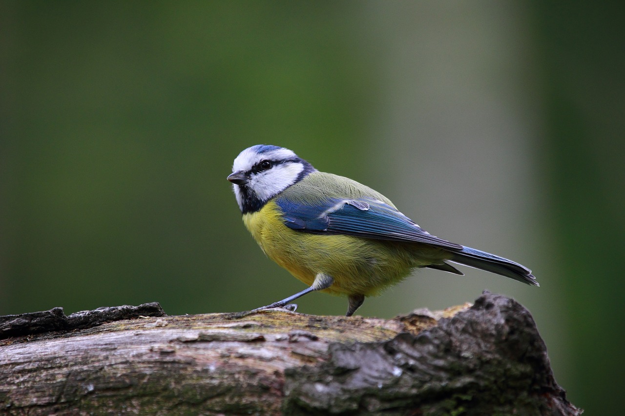 Image - blue tit bird cute nature