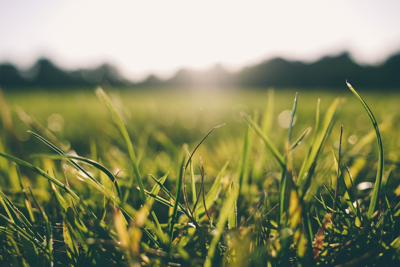 Image - grass morning dew nature green
