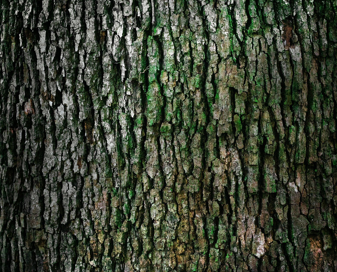 Image - bark trunk pattern texture natural