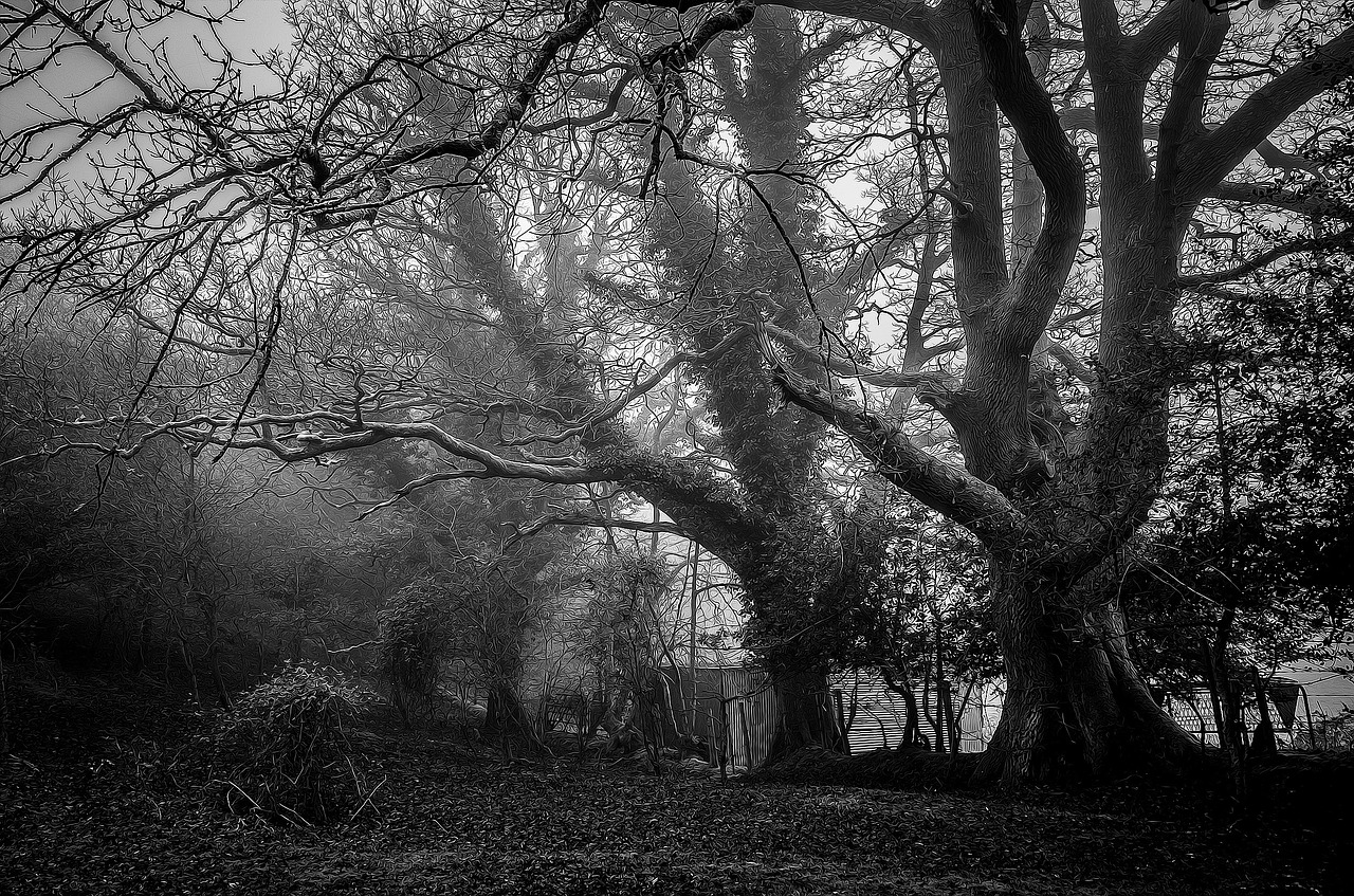 Image - mystic trees foggy misty forest