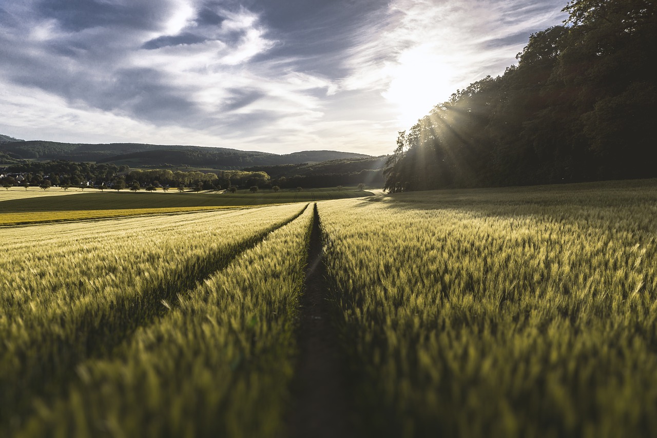 Image - field grass crop sky nature rural