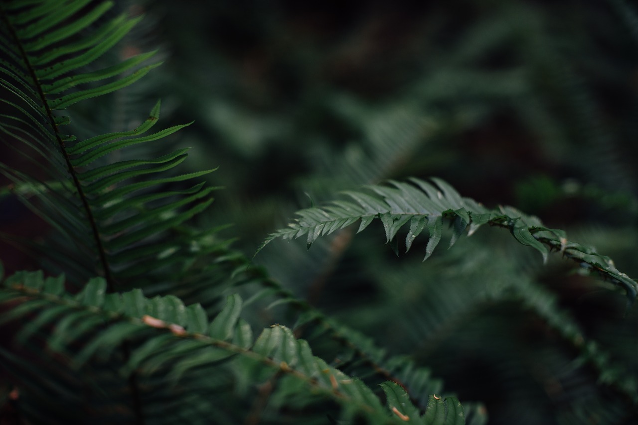 Image - fern plant flora leaf pattern