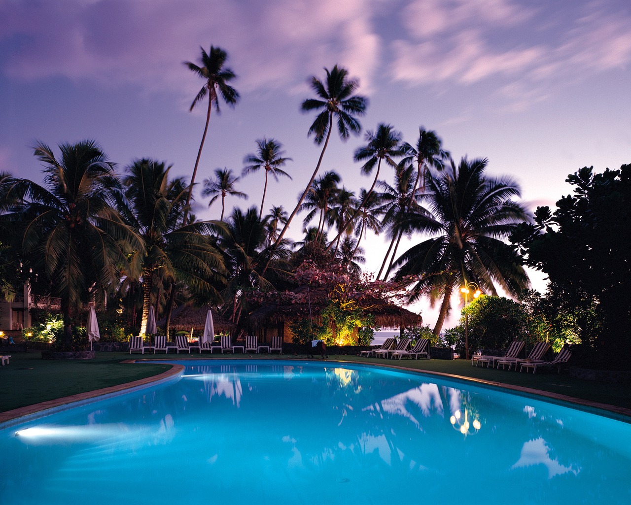 Image - swimming pool palm trees resort