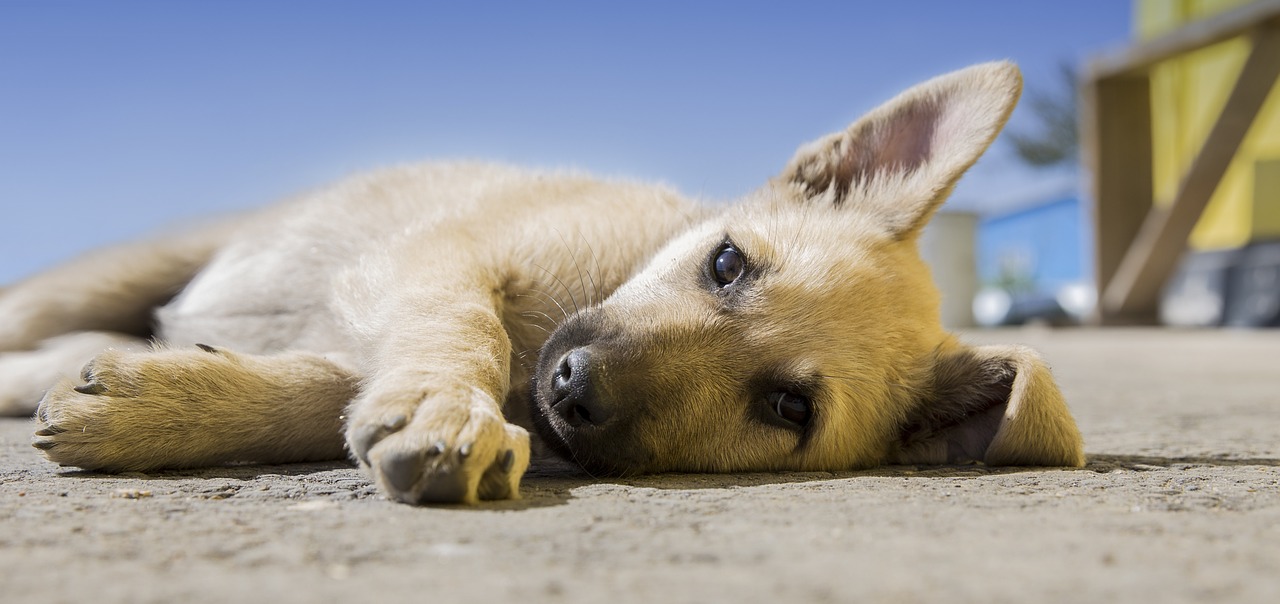 Image - dog puppy pet animal cute canine