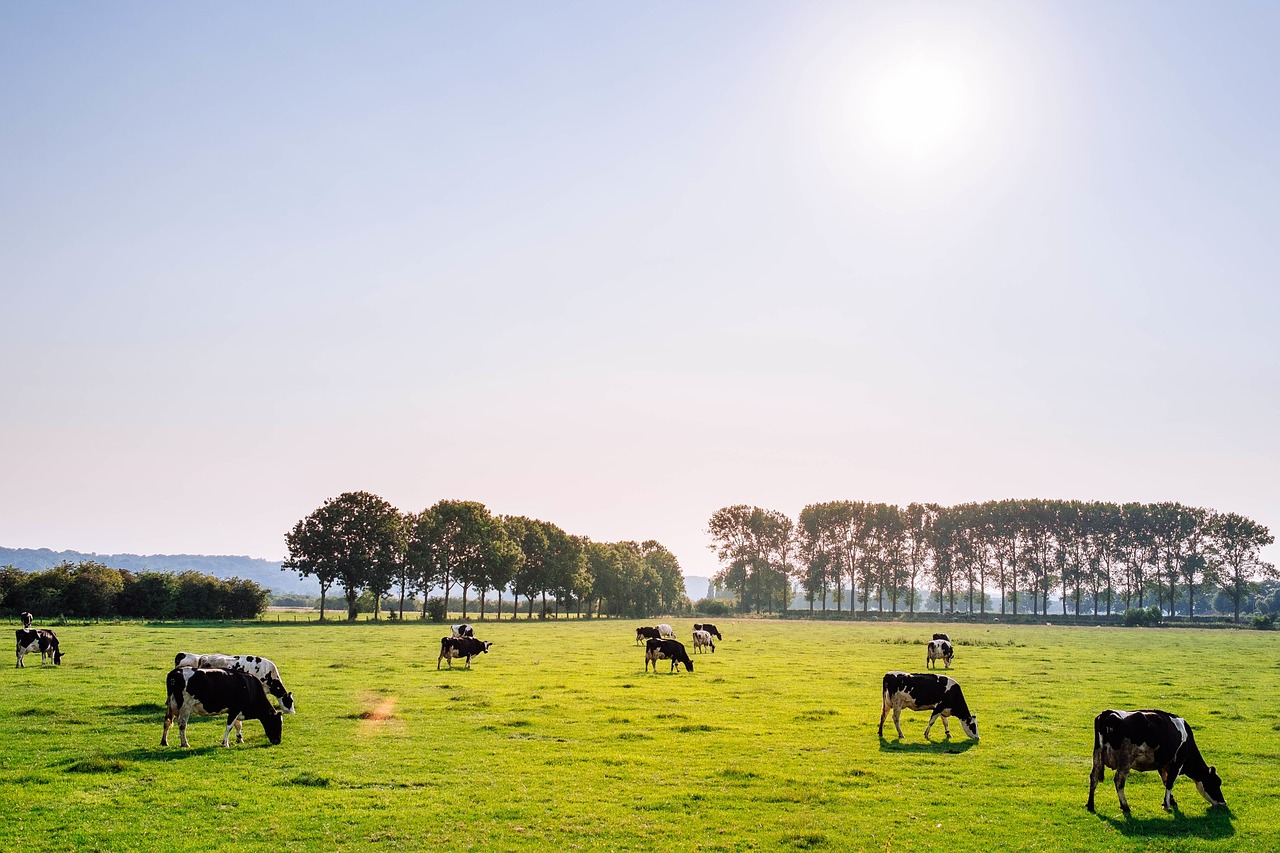 Image - cattle pasture cow farm animal