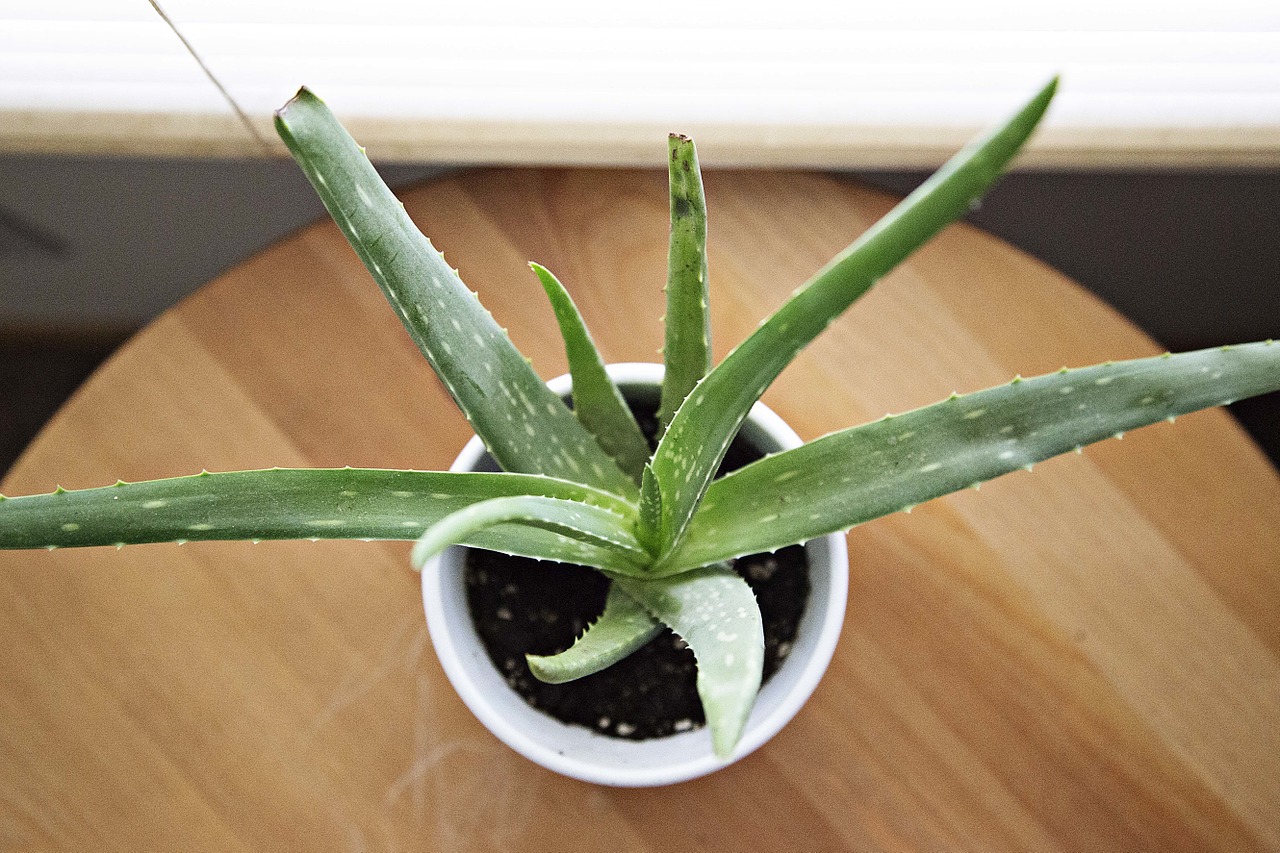 Image - aloe vera succulent potted plant