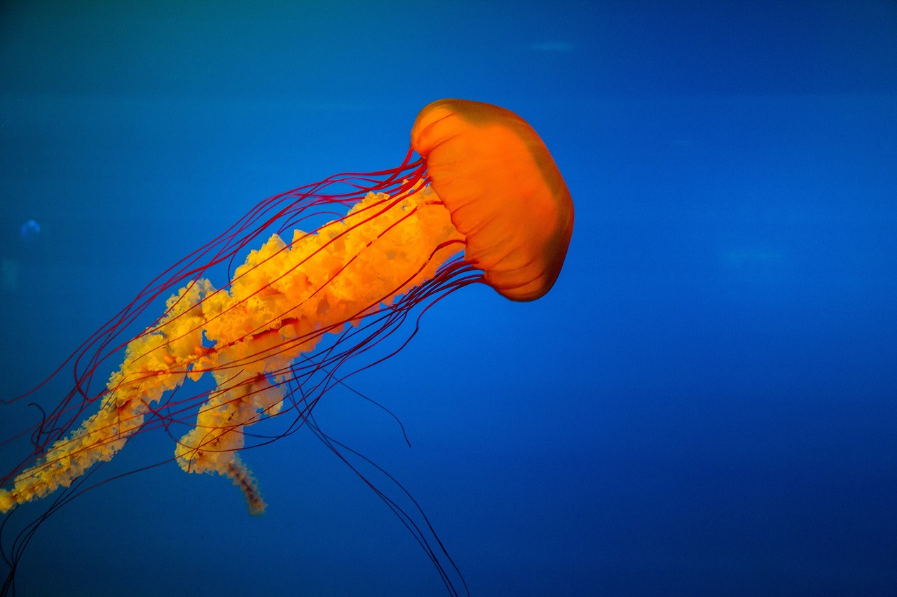 Image - jellyfish underwater marine exotic