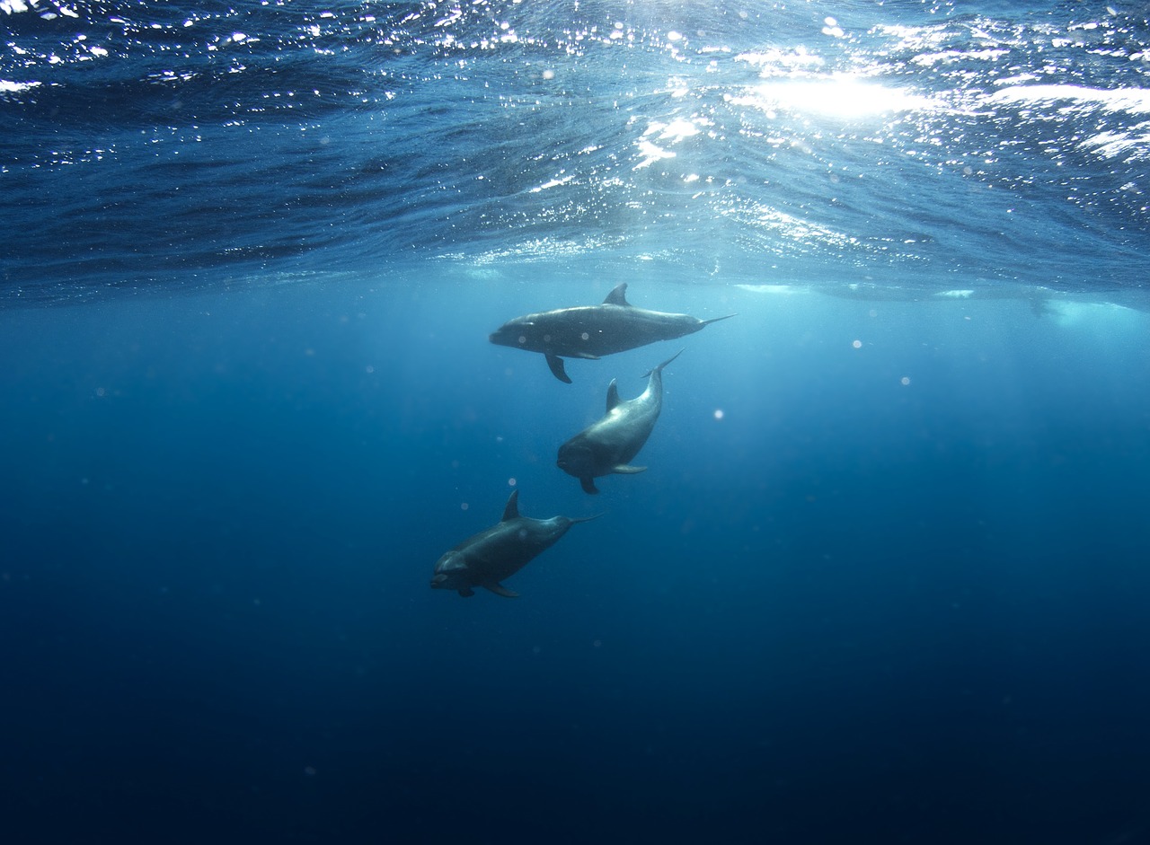 Image - dolphins underwater animals life