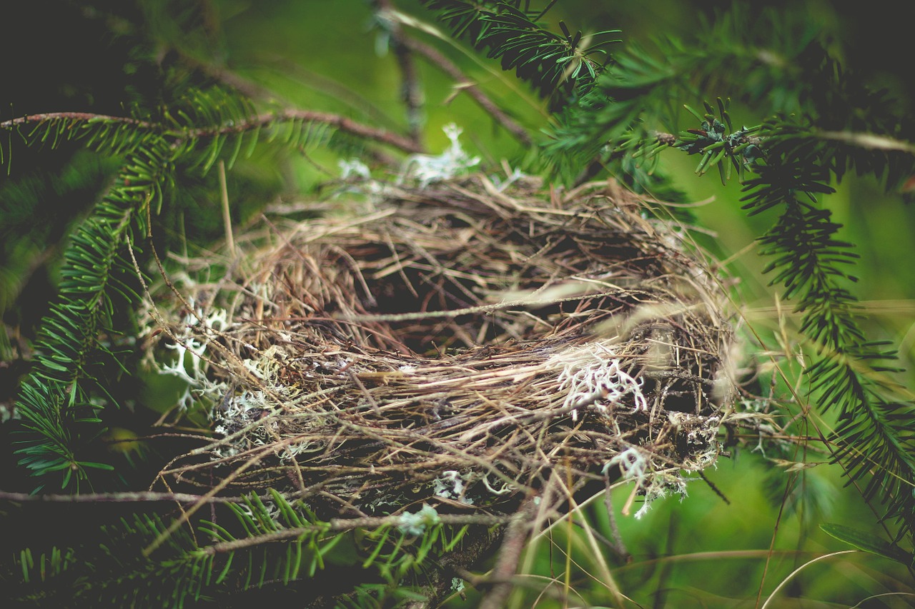 Image - nest empty home animal bird nest