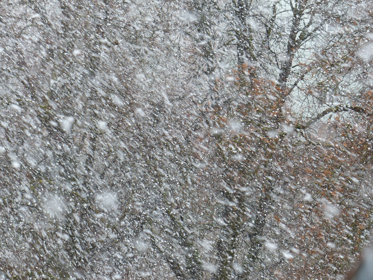 Image - blizzard snow flurry snowflakes