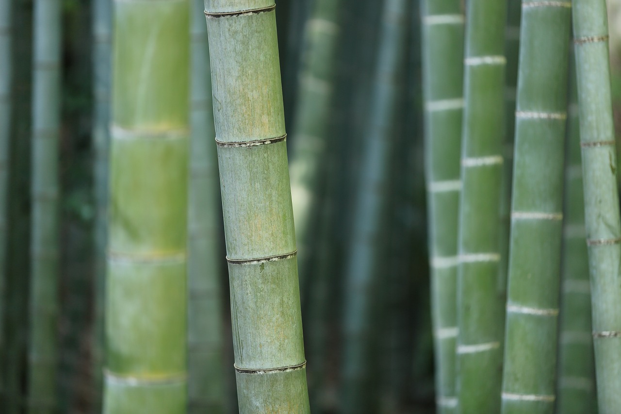 Image - bamboo forest trunks grass plant