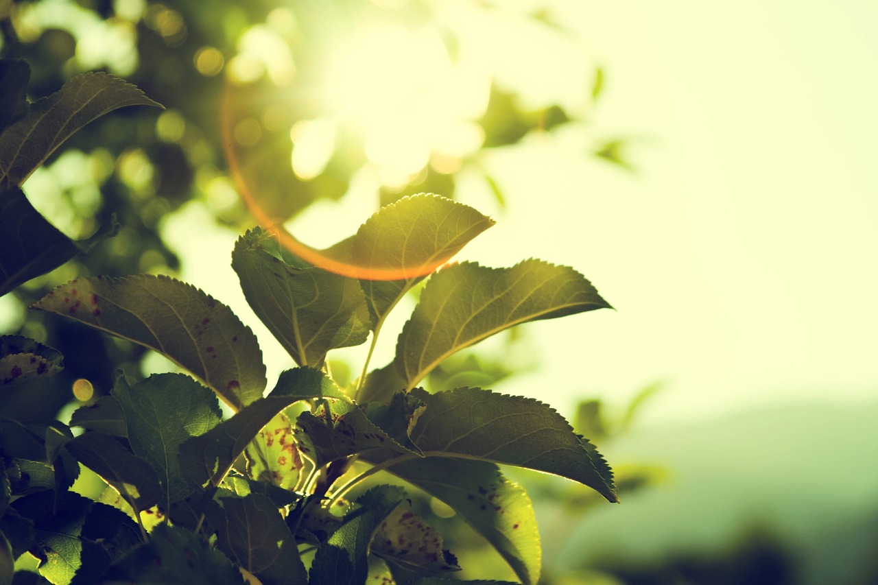 Image - tree sun nature green sunlight