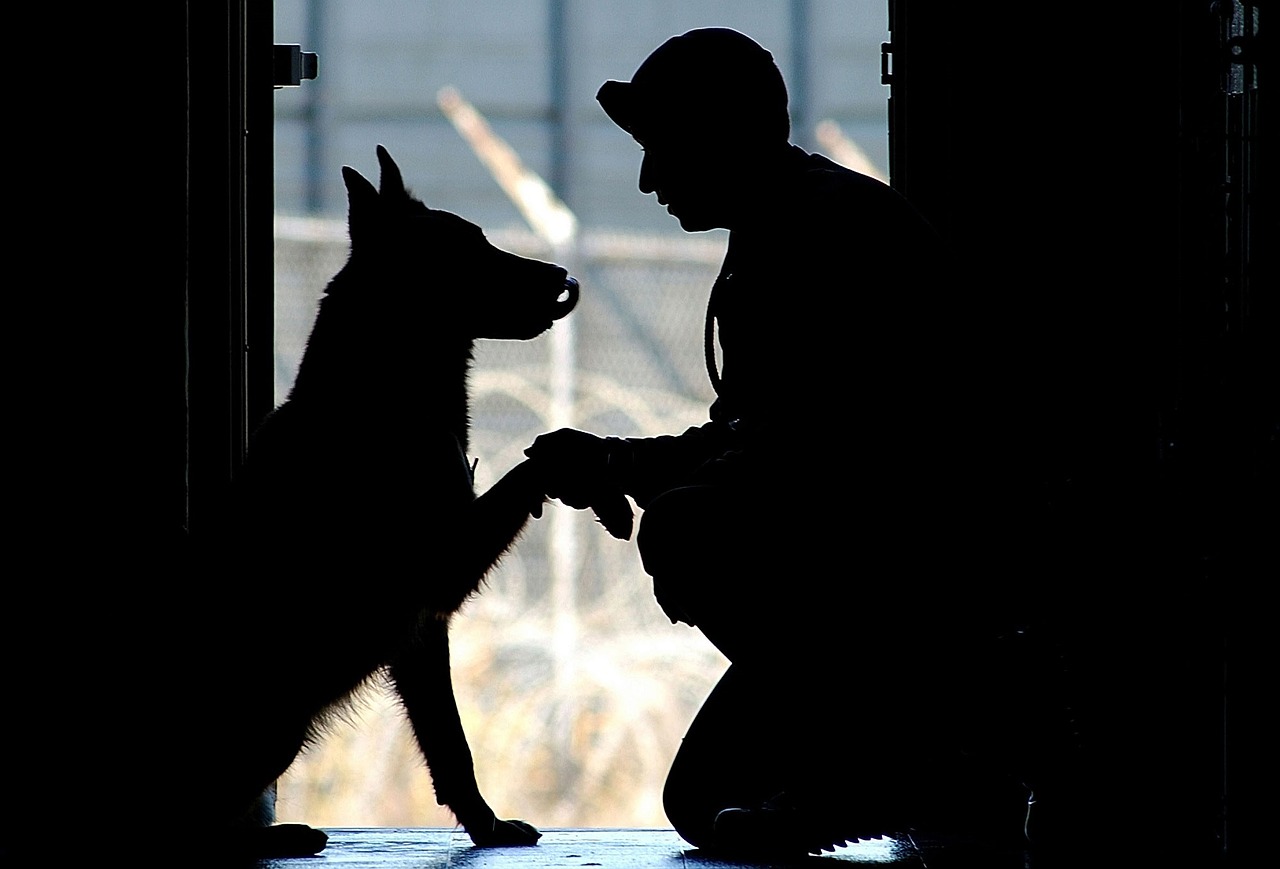 Image - soldier dog companion service