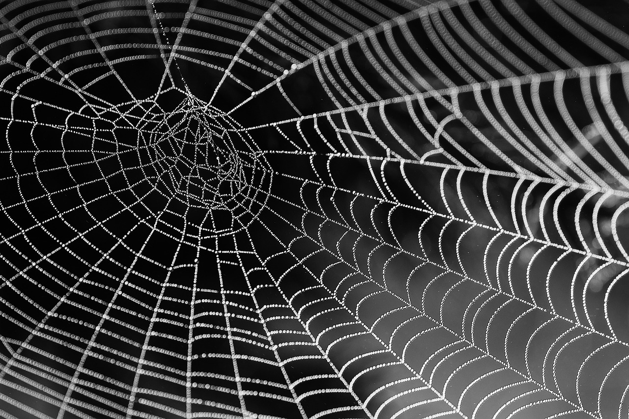 Image - spider web with water beads network