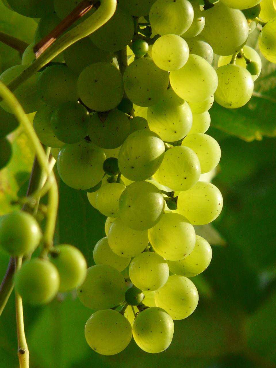 Image - grapes wine plant plantation