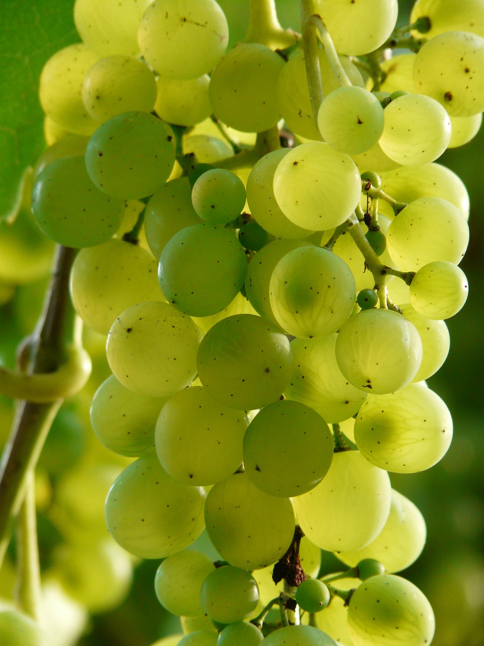 Image - grapes wine plant plantation