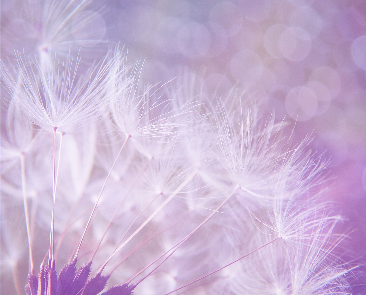 Image - dandelion abstract purple