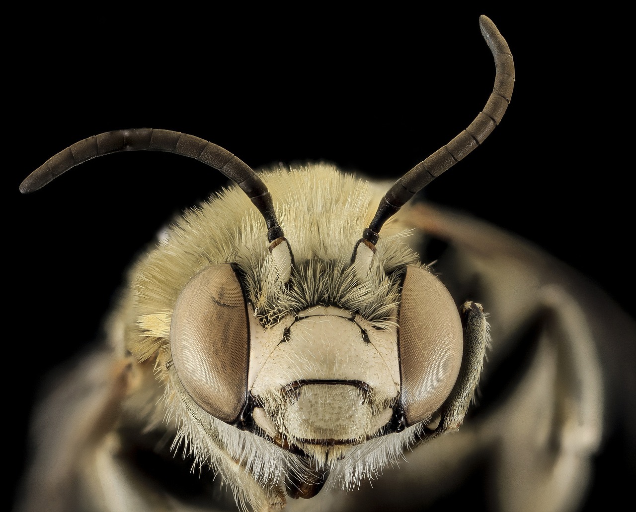 Image - bee anthophora montana macro