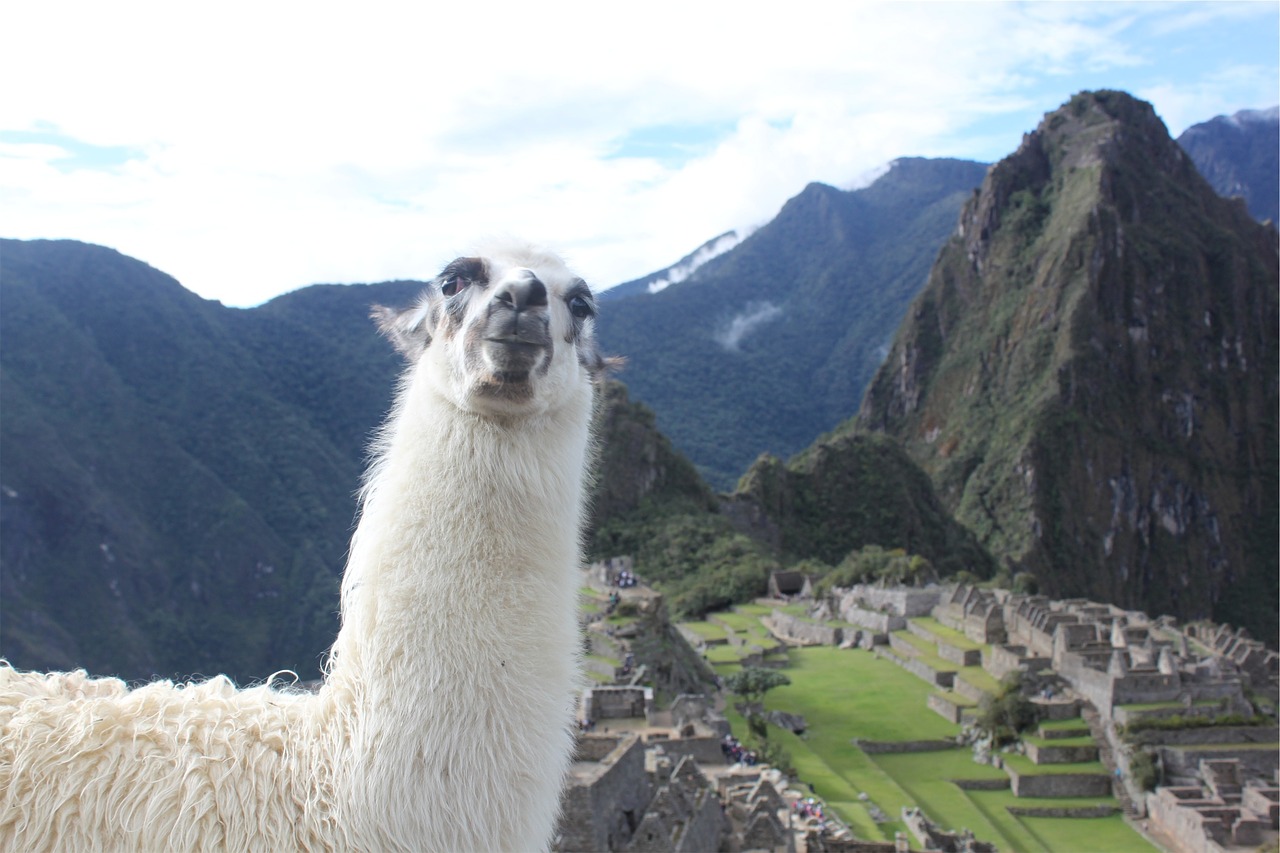 Image - llama machu picchu peru animal