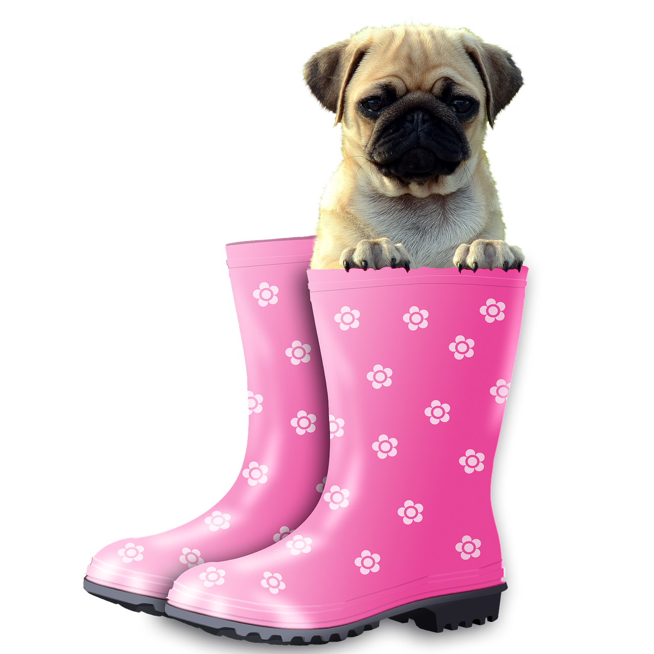 Image - funny pug dog animal pet puppy