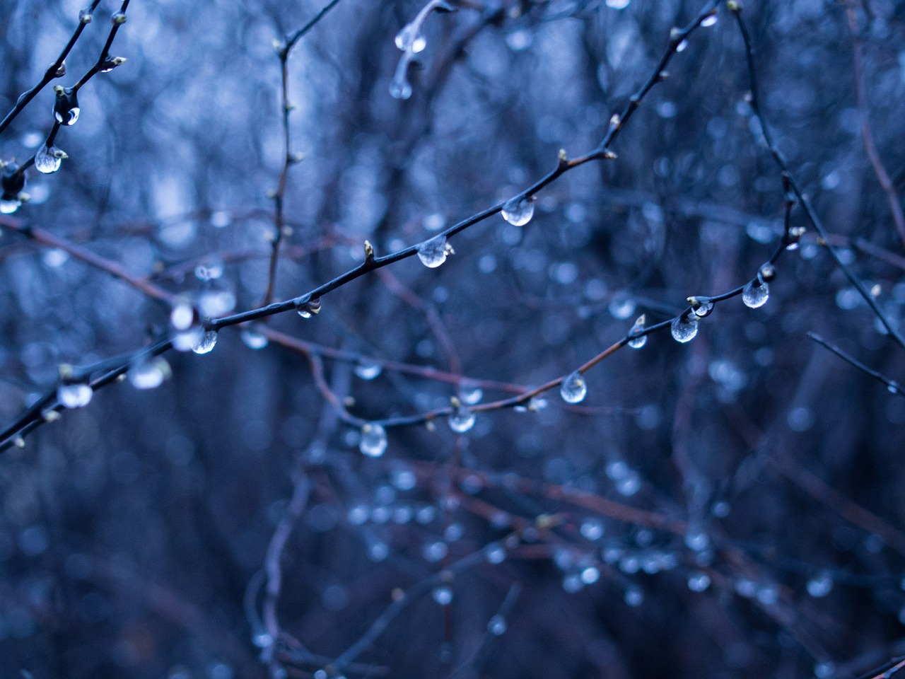 Image - rain drops wet branches trees