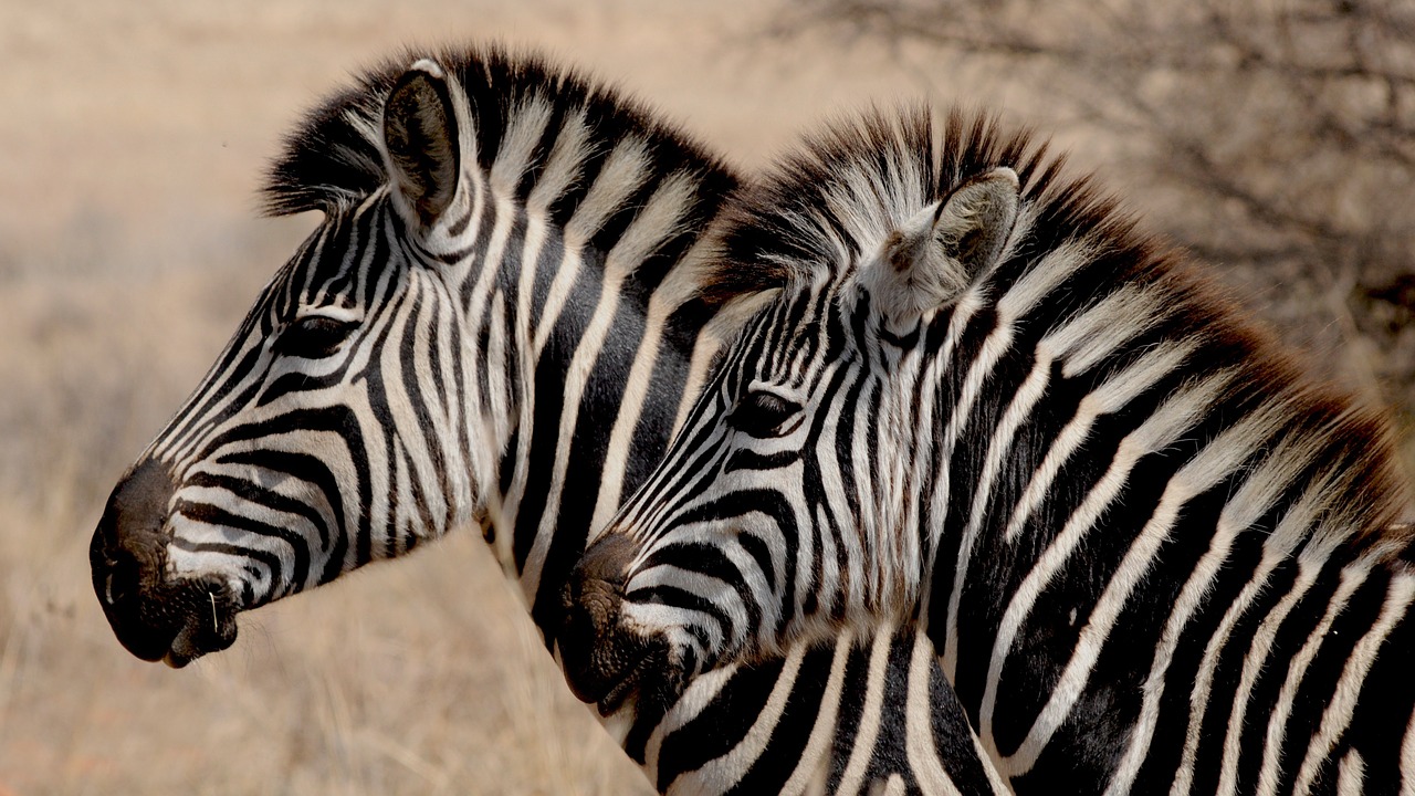 Image - zebra wild animal africa stripes