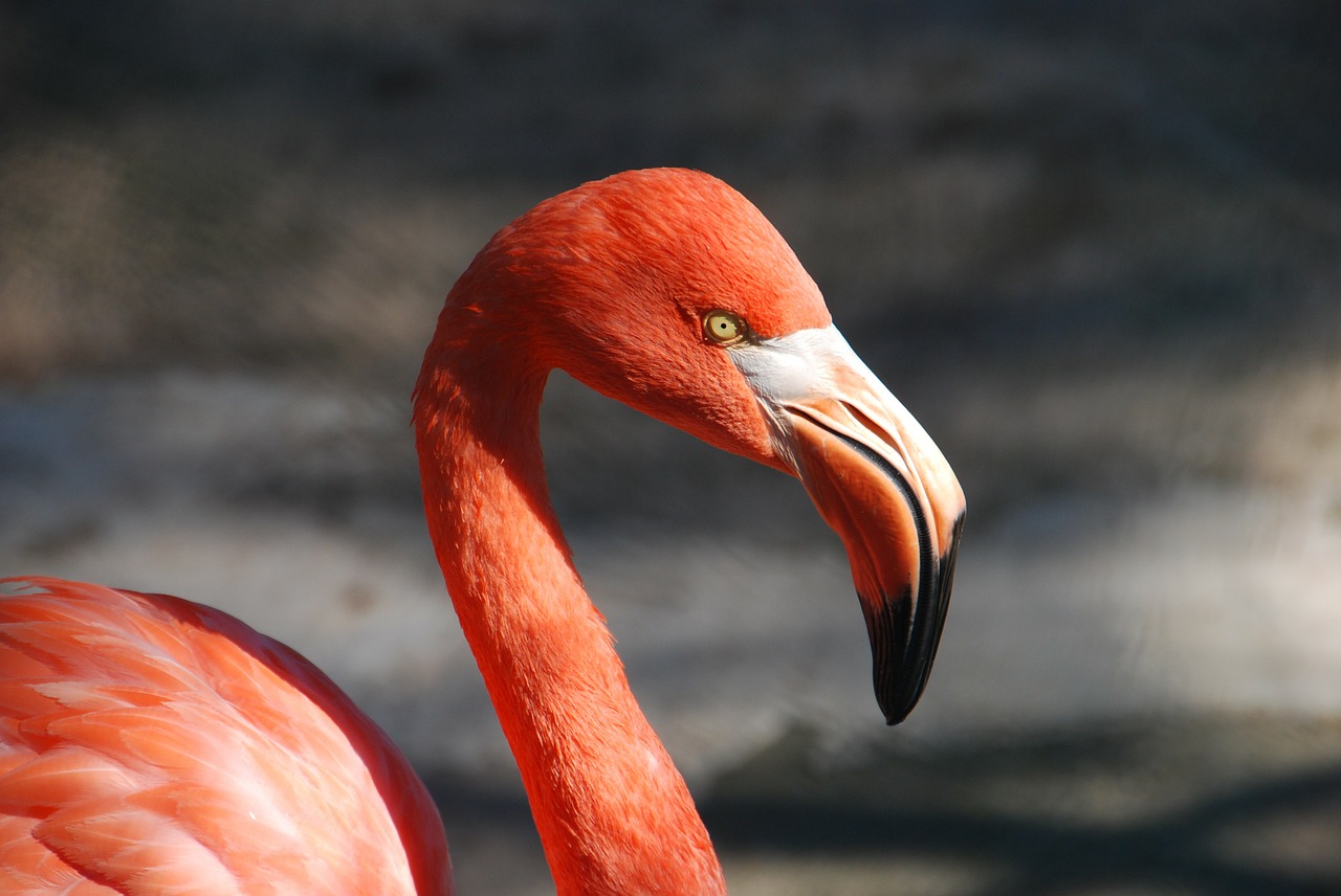 Image - animal flamingo bill red