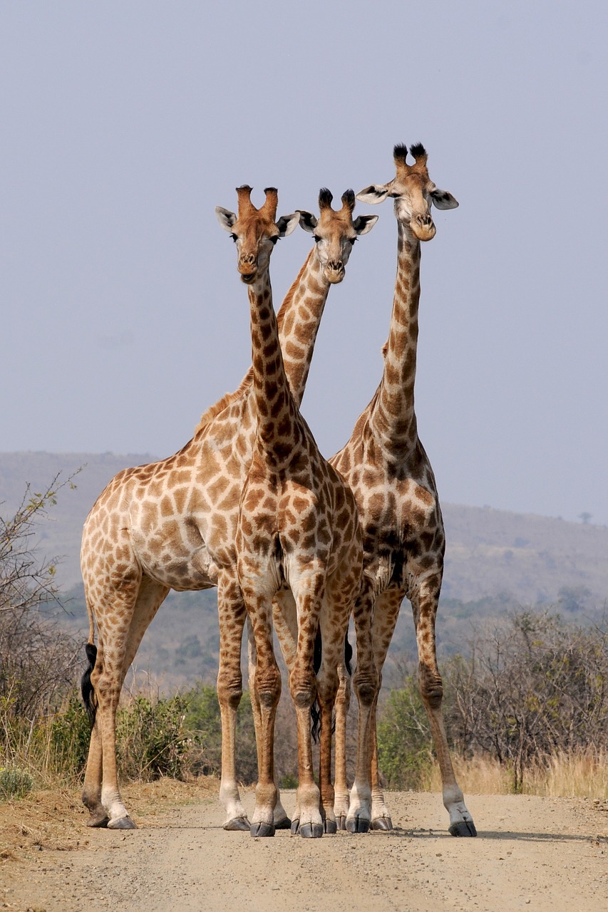 Image - south africa hluhluwe giraffes