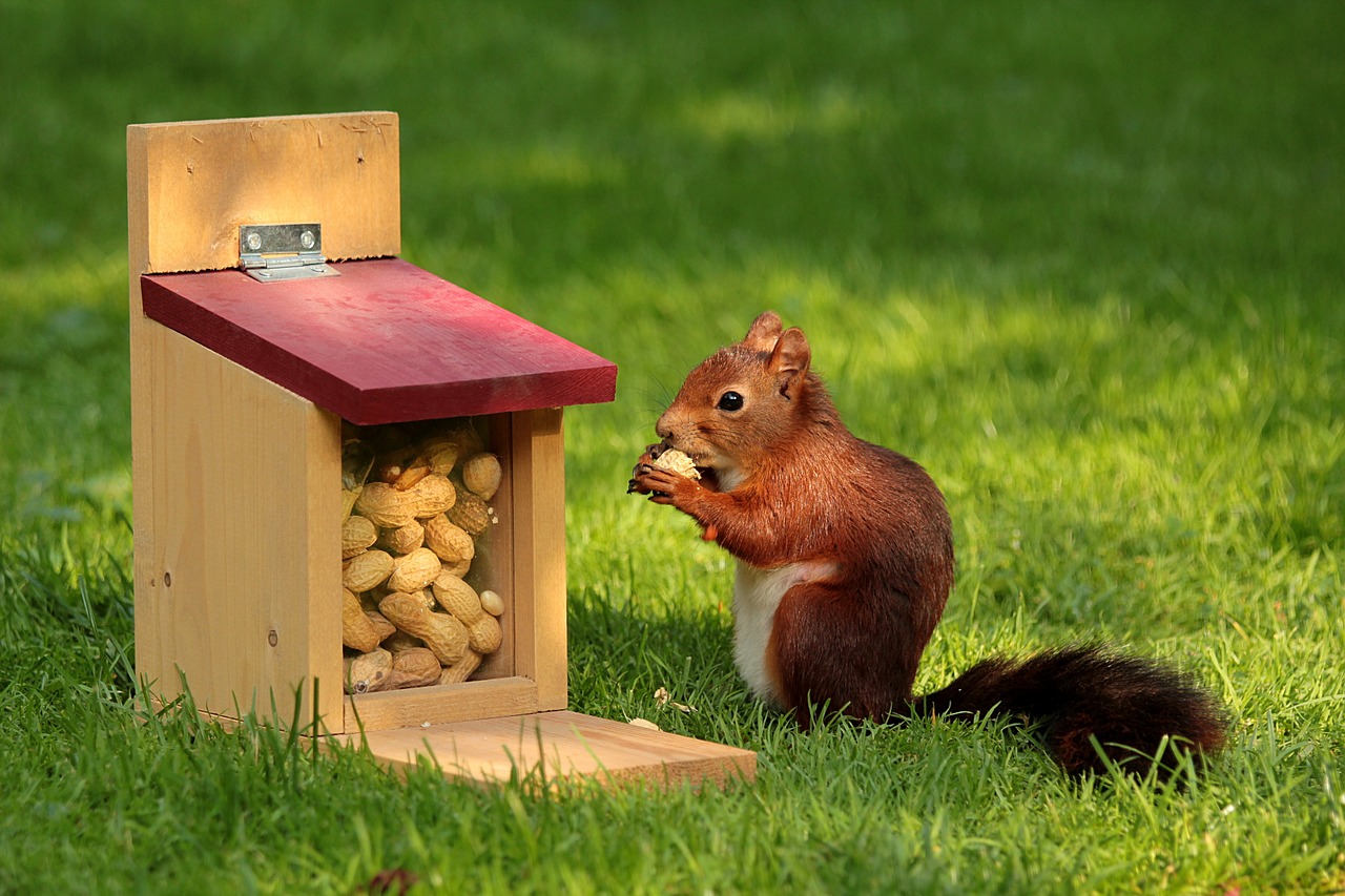 Image - animal squirrel sciurus bird meal