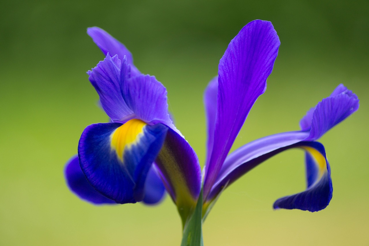 Image - iris flower purple mauve blossom