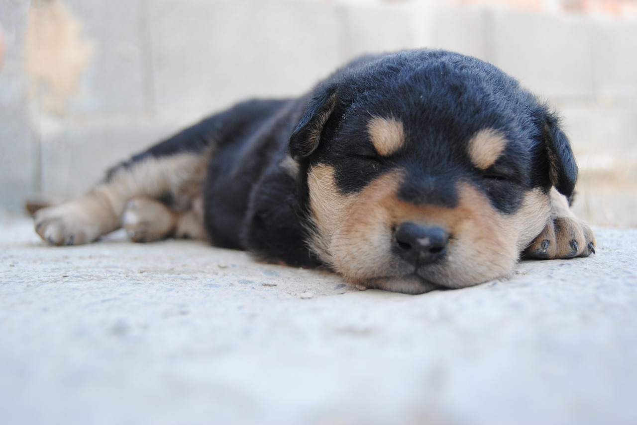 Image - animal dog puppy nice pet