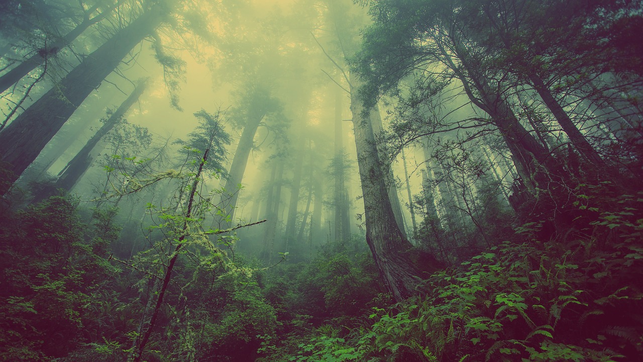 Image - forest mist nature trees mystic