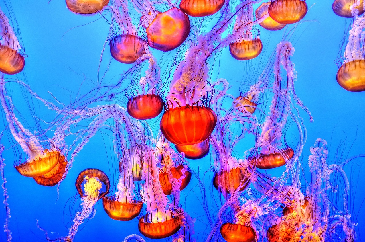 Image - jellyfish colorful sea ocean water