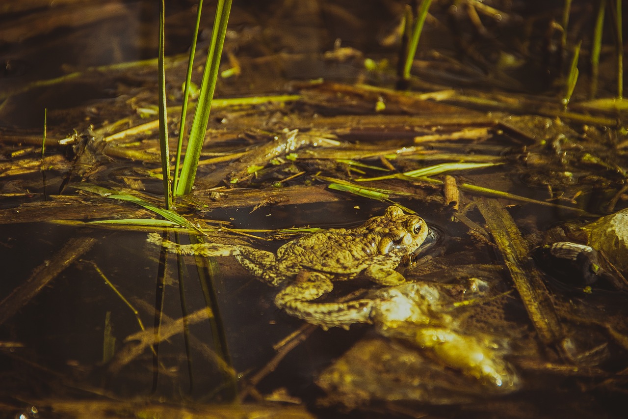 Image - frog water green pond wildlife