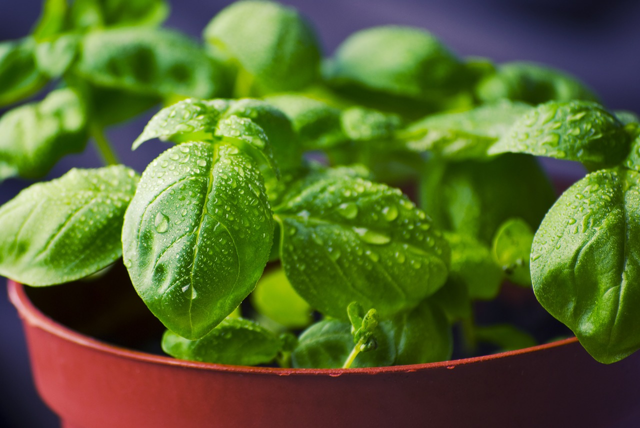 Image - basil herbs food fresh cooking