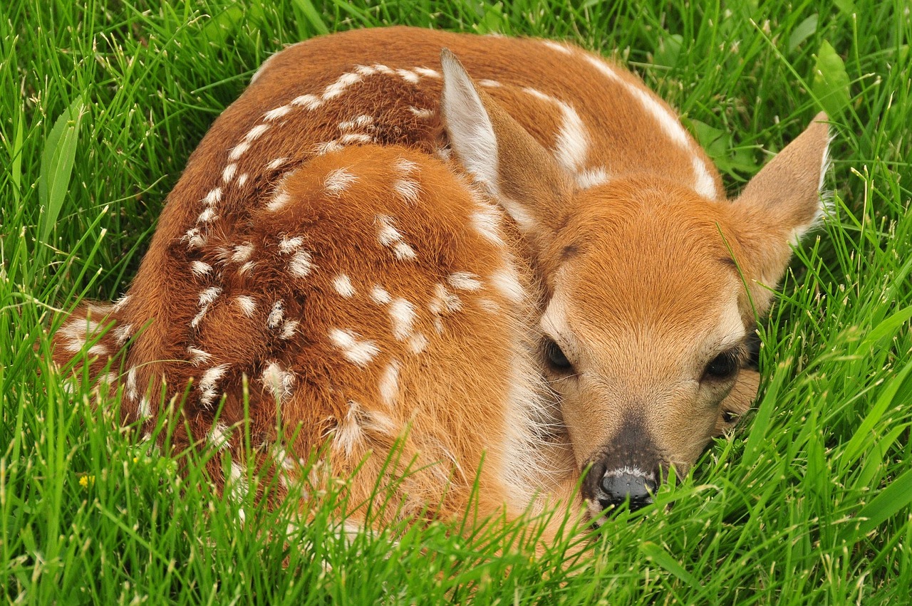 Image - white tailed deer fawn resting