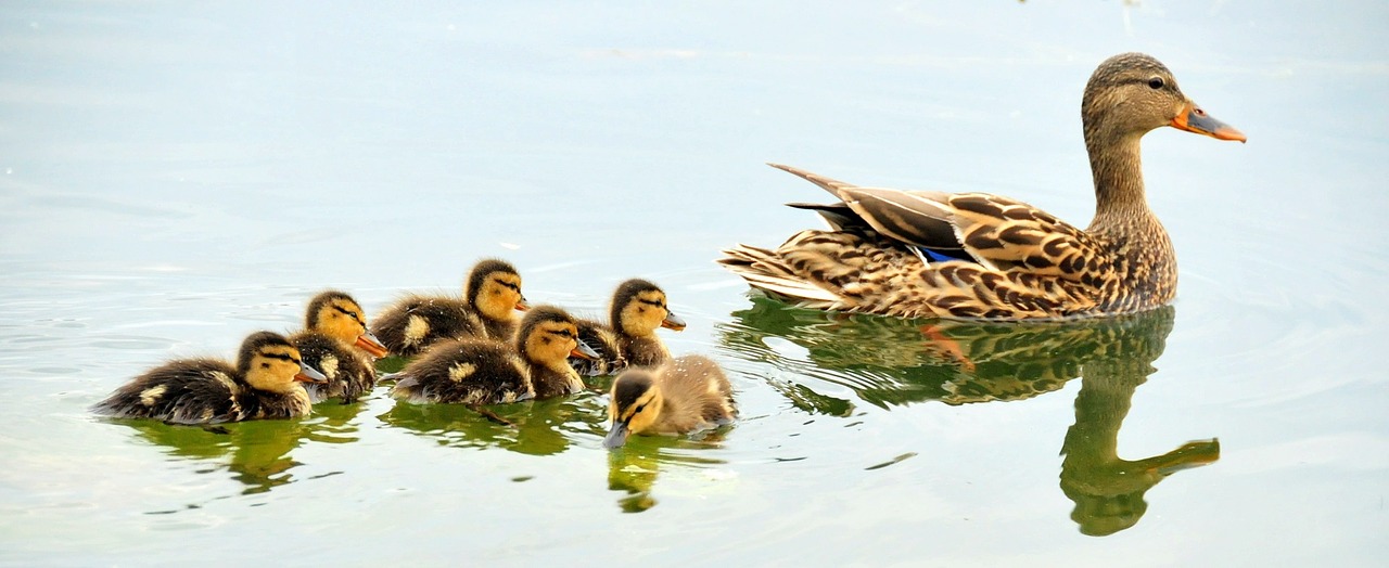 Image - mallard ducks hen brood waterfowl