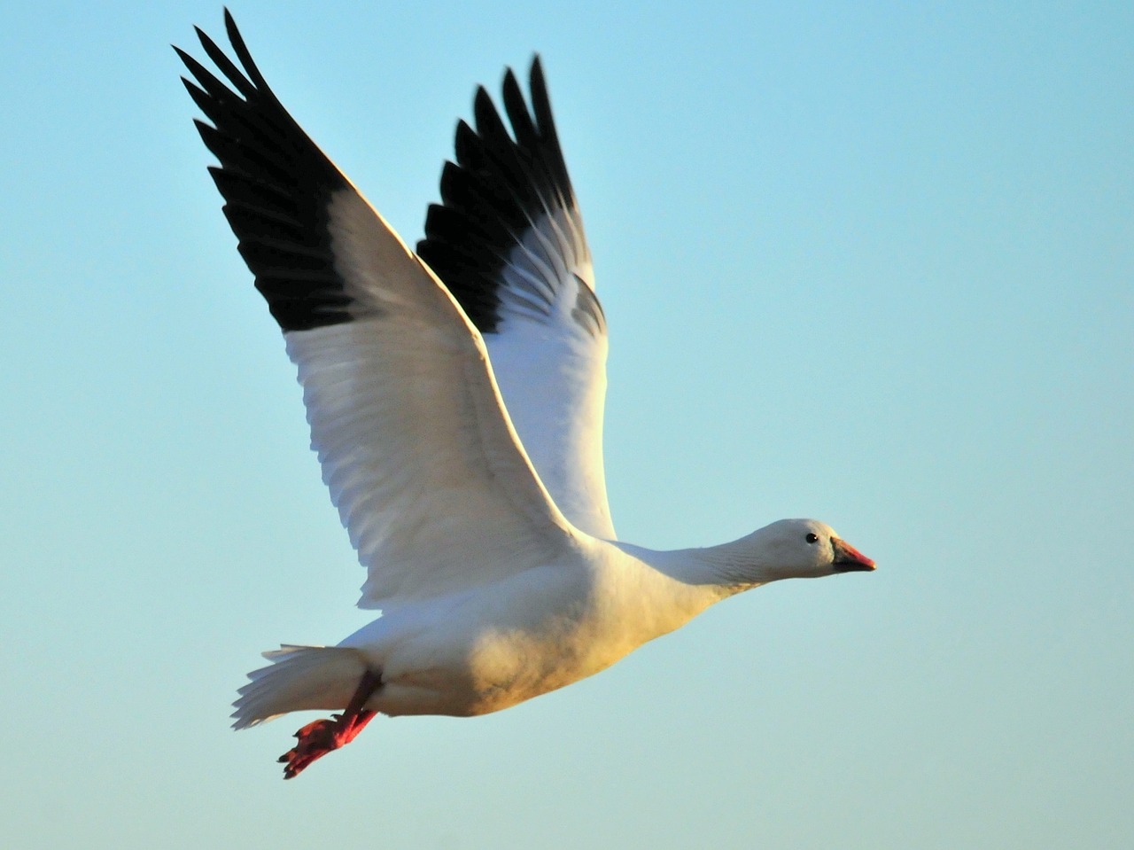 Image - ross s goose flying bird flight