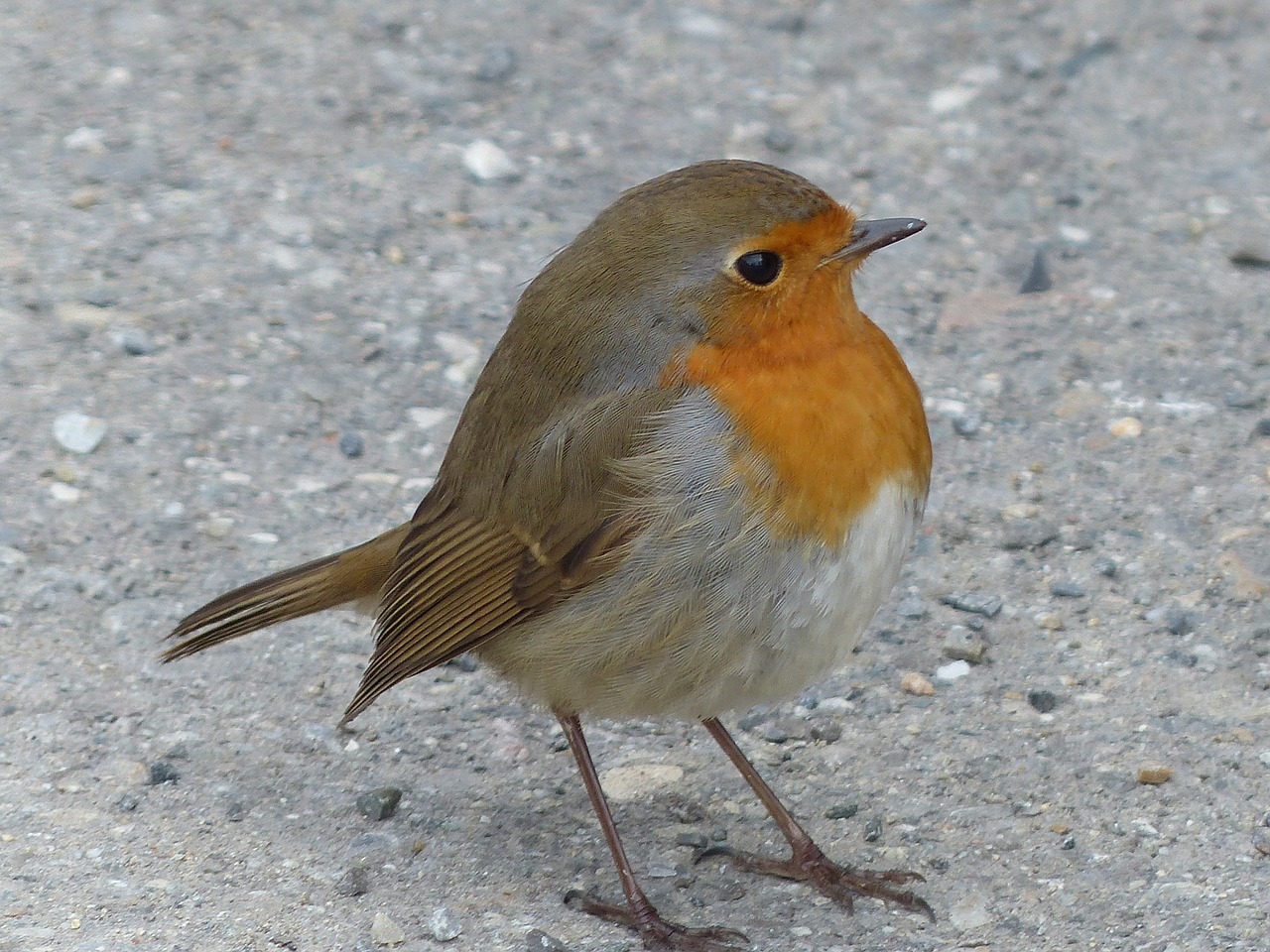 Image - bird robin animal