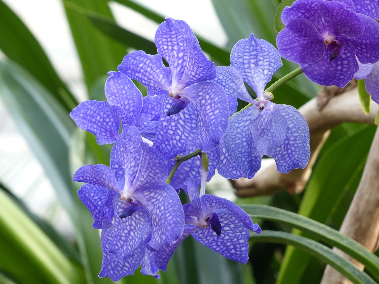 Image - blue vanda orchid orchid blue