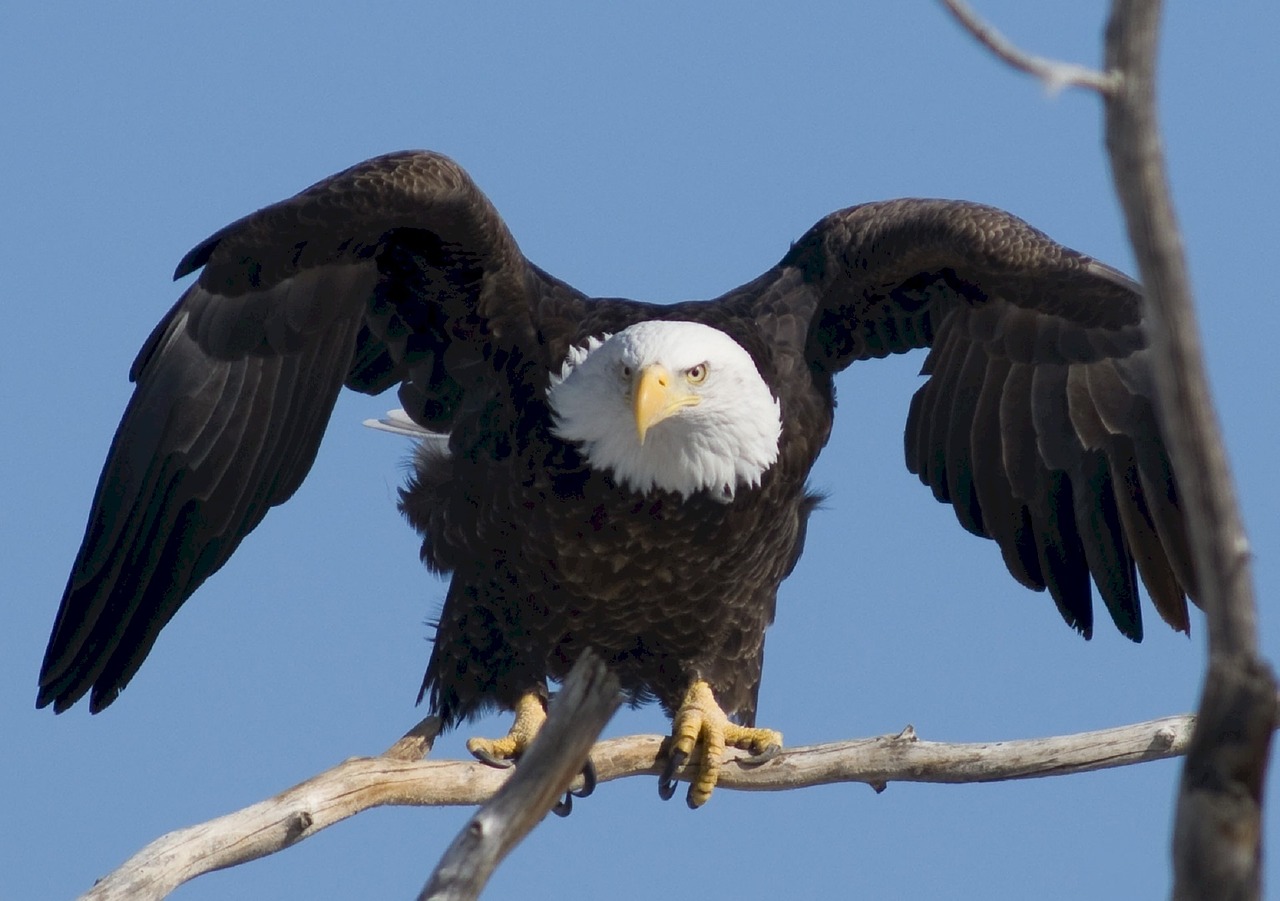 Image - bald eagle eagle bald prey raptor