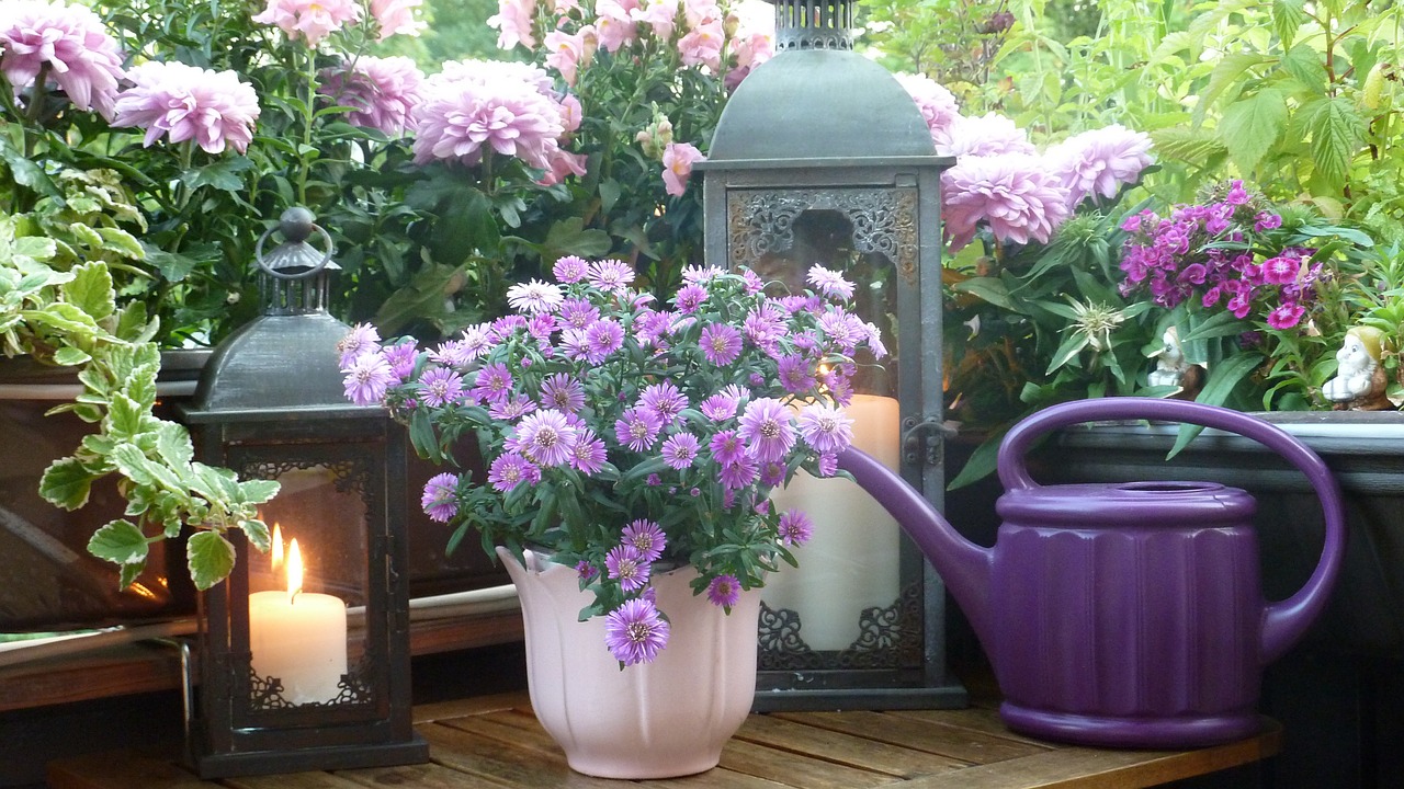 Image - balcony asters chrysanthemums