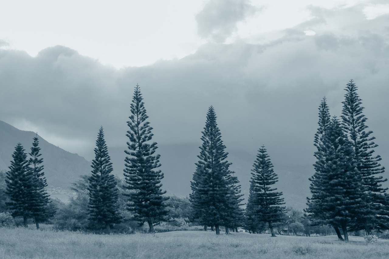 Image - pine trees fog gray grey blue