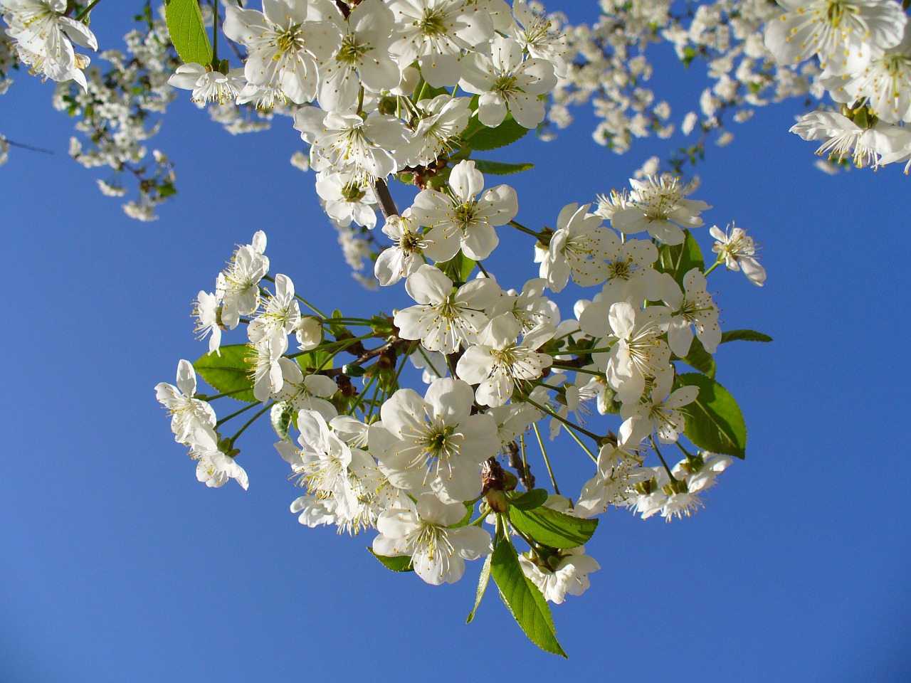 Image - cherry tree blossom blossoms sky