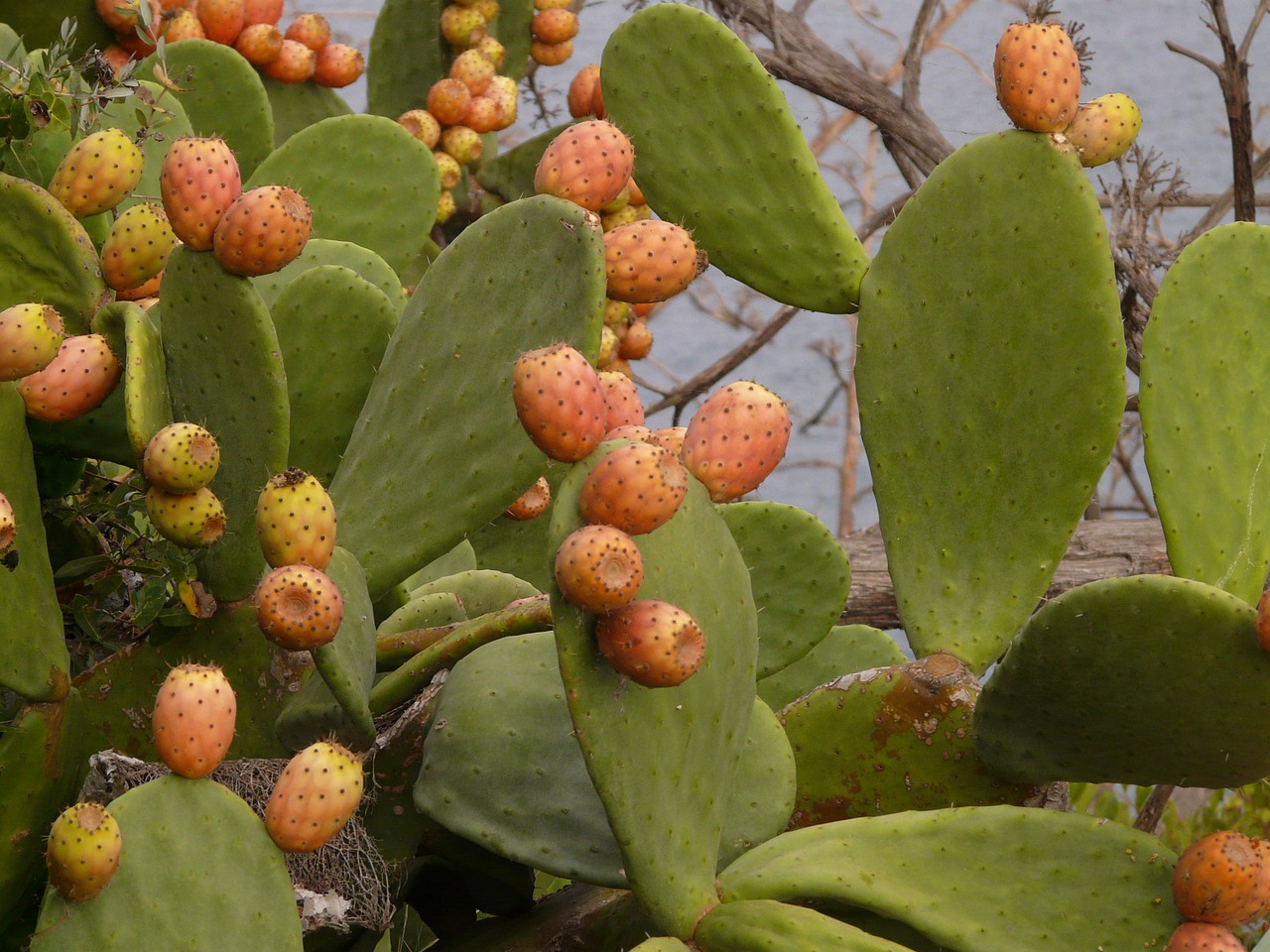 Image - prickly pear cactus figs fruits