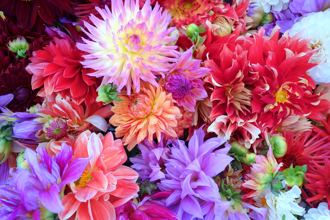 Image - flowers dahlia background colourful